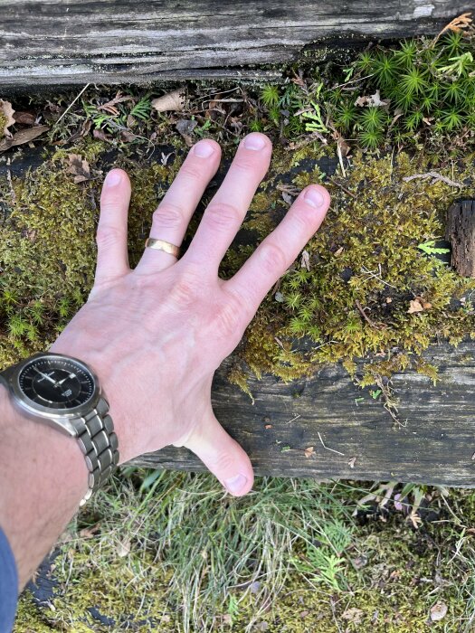Hand bredvid en gammal slipers för att visa dess tjocklek och storlek, placerad på mossa och gräs.