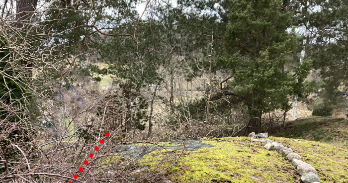 Utsikt från skog med röda markeringar bland grenar och stenrad som visar gränsen på marken.