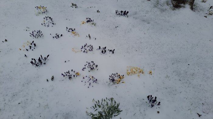 Snödroppar och krokusar som tittar fram genom ett tunt lager snö på marken.