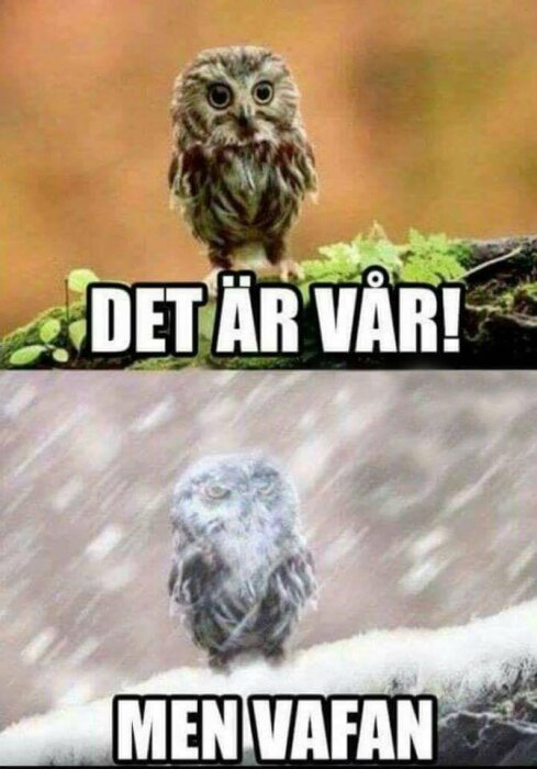 Två bilder på uggla: översta i solsken text "DET ÄR VÅR!", undre i snö text "MEN VAFAN".