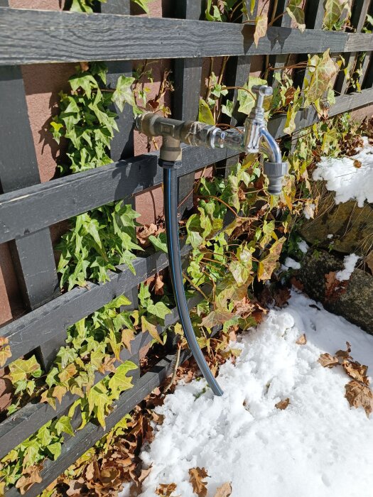 Utomhus vattenkran monterad på ett svart staket med en ansluten blå vattenslang, omgiven av snö och murgröna.