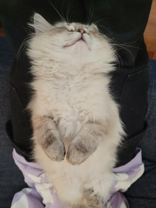 En vit långhårig katt som sover upp och ner i någons knä.