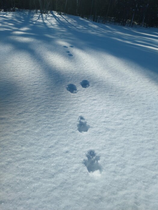 Djurspår i snön med trädens skuggor på en solig dag.