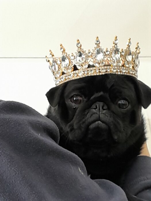 Svart mops med en glittrande krona på huvudet som tittar in i kameran.