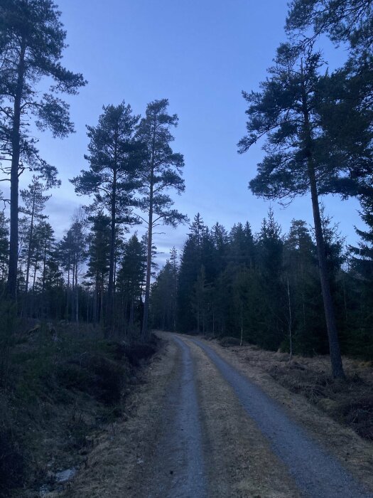 Grusväg som slingrar sig genom tallskog vid skymningen.