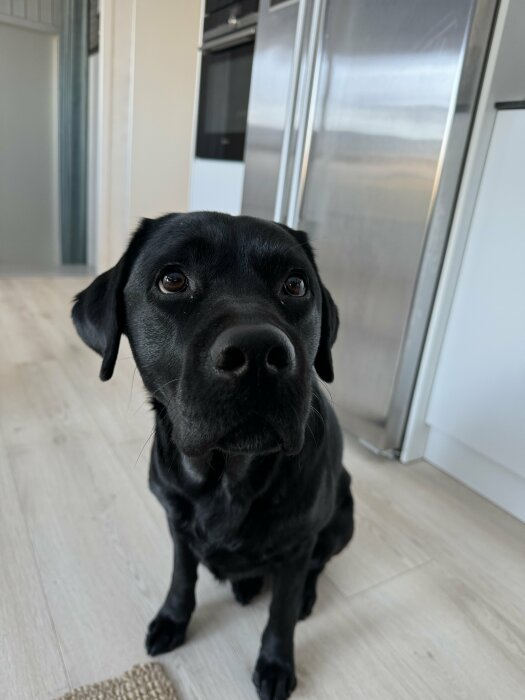 Svart labrador retriever sitter på ett golv inomhus med ett intresserat ansiktsuttryck.