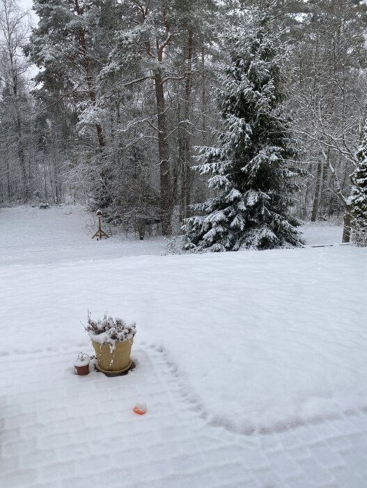 Vinterträdgård med snötäckt gräsmatta, snötyngda växter i krukor och skog i bakgrunden.