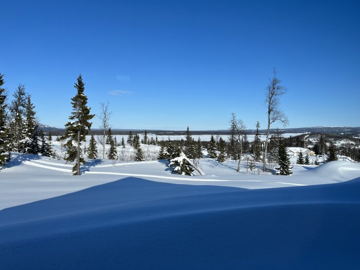 Vinterlandskap i Saxnäs med snötäckta fält, barrträd och en klarblå himmel.