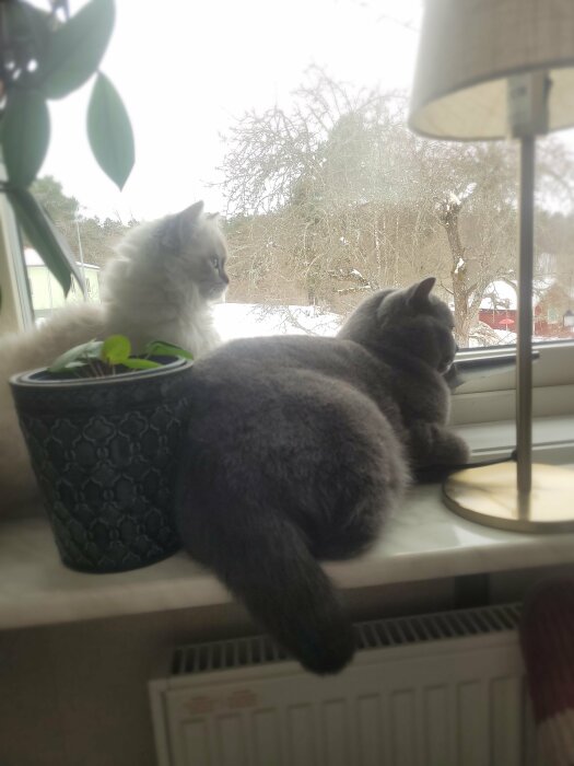 Två katter tittar ut genom ett fönster, en brittisk korthår och en fluffig vit katt, intill en krukväxt och lampa.