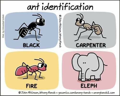 Illustration med fyra serierutor som visar roliga vridningar på myrarters namn: svart, snickare, eld, elefant.