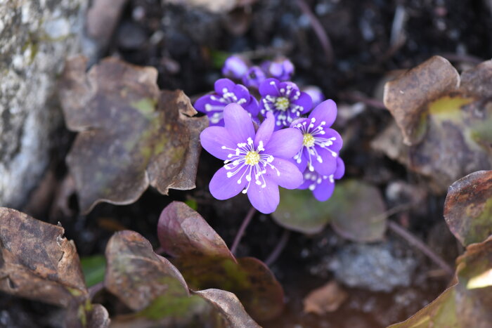 Lila blåsippor omgivna av bruna lövverk på våren.