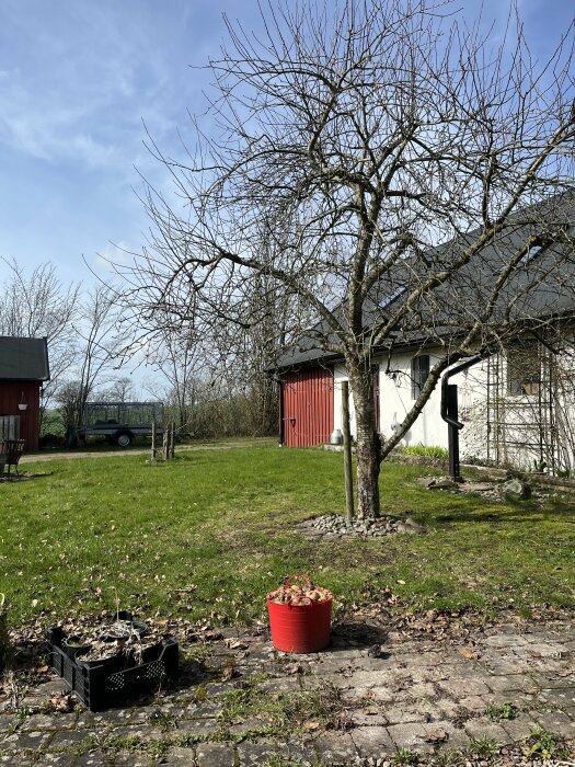En röd hink full med jästa äpplen i en trädgård med löv på marken och ett kalt träd i bakgrunden.