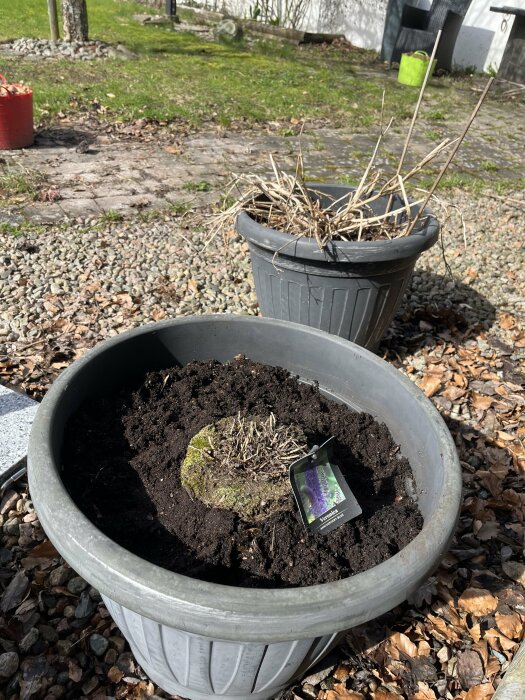 En planteringsurna med jord och en övervintrad dahlia, bredvid en etikett för en stäppsalvia i vårsolen.