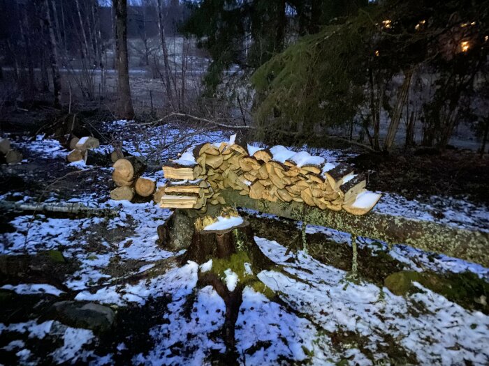 Huggen ved staplad på en trädstam i skogsmiljö med snöfläckar på marken.