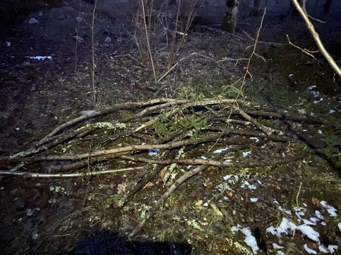 En hög med grenar och lite snö på skogsmark i dunkelt ljus.