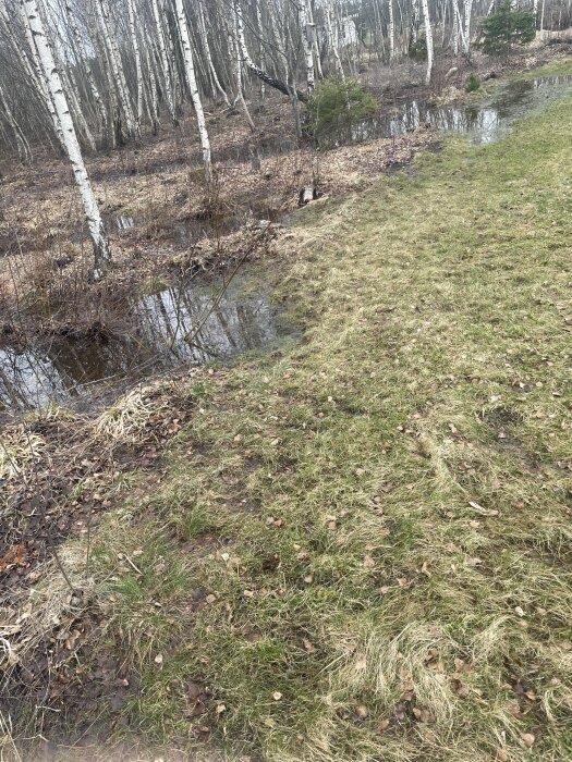 Vattensamling vid kanten av en gräsmatta nära en björkskog, med potentiellt dräneringsbehov.