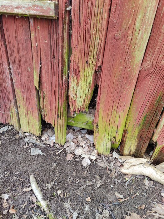 Delvis rutten träsyll synlig vid basen av en vägg med lossnat rödgrön panel, mot bakgrund av mark och löv.