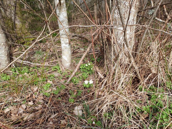 Ogrädd skogsmark med löv, grenar och en vit blomma som kan vara ett vägservitut.