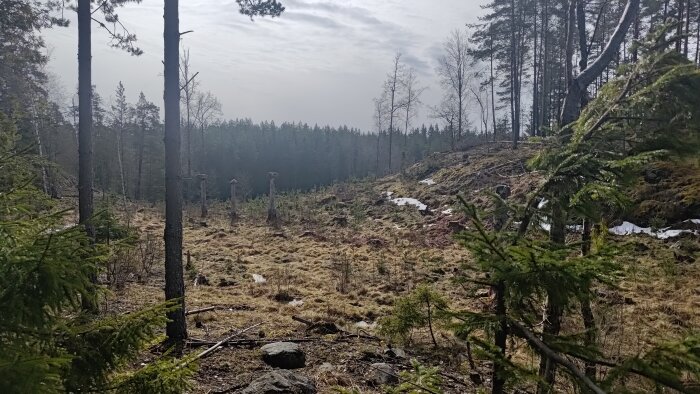 Skogsmark med avverkade träd, kvarvarande stubbar och smältande snö på marken.