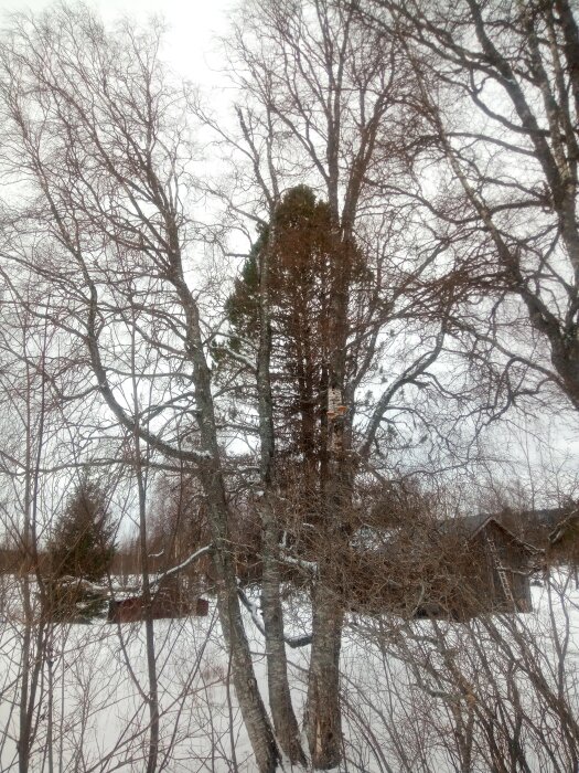 Grov björkstam omgiven av andra träd i ett snötäckt landskap, med en stuga i bakgrunden.
