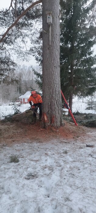 Person i skyddsutrustning sågar ned stort träd med motorsåg vid snötäckt mark.