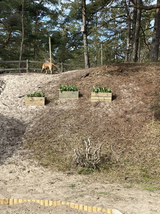 Sandig slänt med tulpanlådor och träd i bakgrunden, sanderosion synlig.