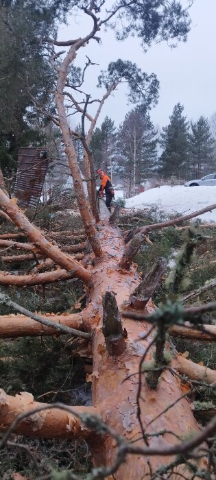 Person i orange arbetskläder kapar ett stort fällt träd med motorsåg i vinterskog.