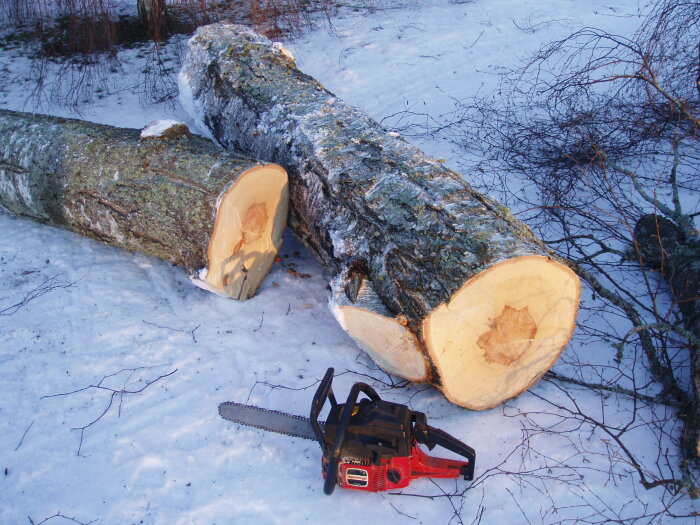 Upptilld med motorsåg bredvid uppsågade stockar av björk på snötäckt mark.