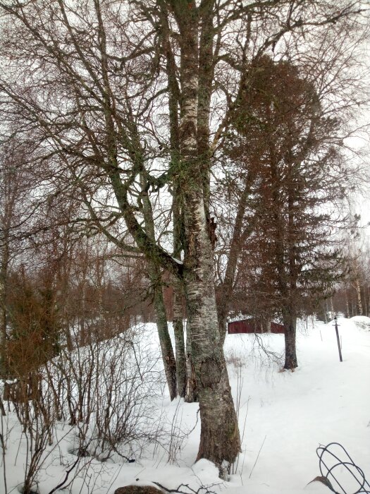 Stor björk med grova grenar i ett snötäckt landskap, potentiell kapning av stock diskuteras.