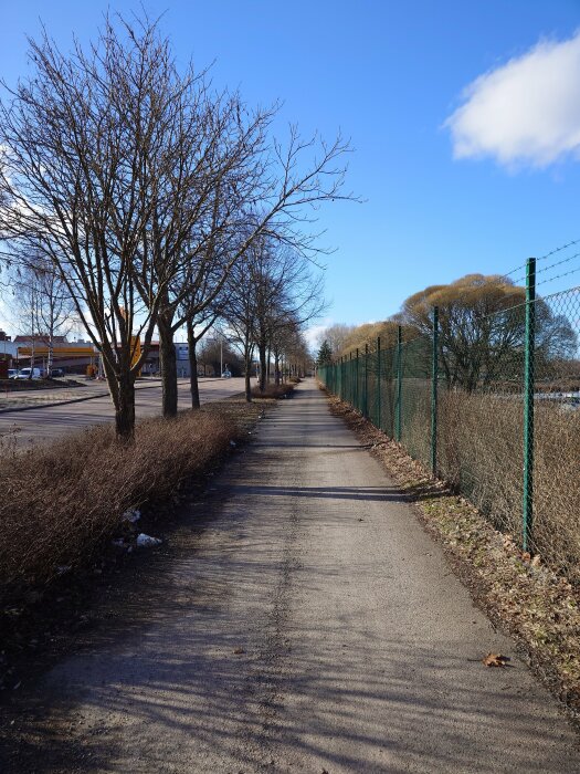 En gångväg med nakna träd på vänster sida och ett grönt staket på höger under en klarblå himmel.
