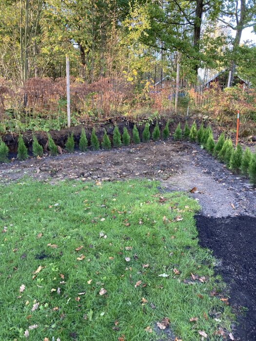 Nyplanterad Thuja Smaragd häck i ett spetsigt hörn av en gräsmatta, intill ett skogsparti.