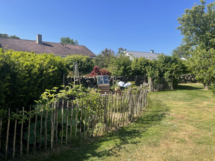 Trädgård med två klotnaverlönnar på rad framför stengärdsgård, tom plats där tredje trädet saknas.