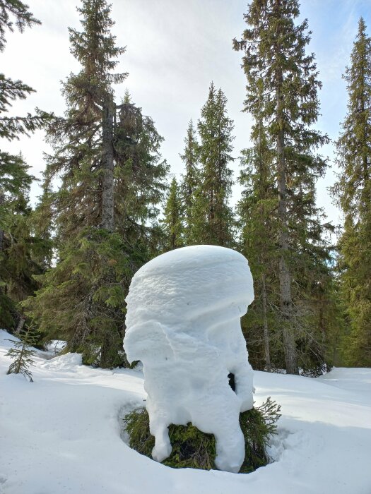 Snötäckt landskap med tjock snö på en stubbe som ser ut som en svamp, omgivet av granar.