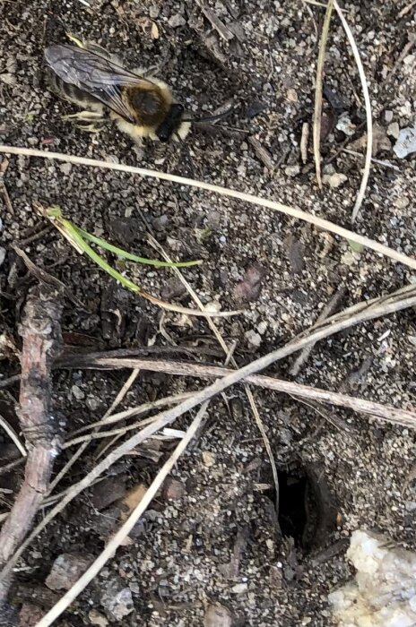 Solitärbis på marken bland småsten och torra växtrester, nära en liten hålighet.