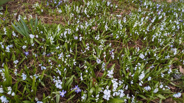 Vårblommande porslinshyacinter, scillor och blåstjärnor i en trädgård.