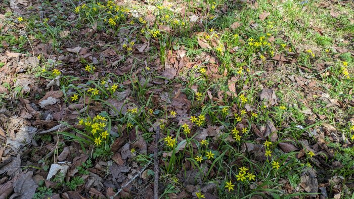 Blommande gula vårstjärnor och scillor bland brun löv på marken.