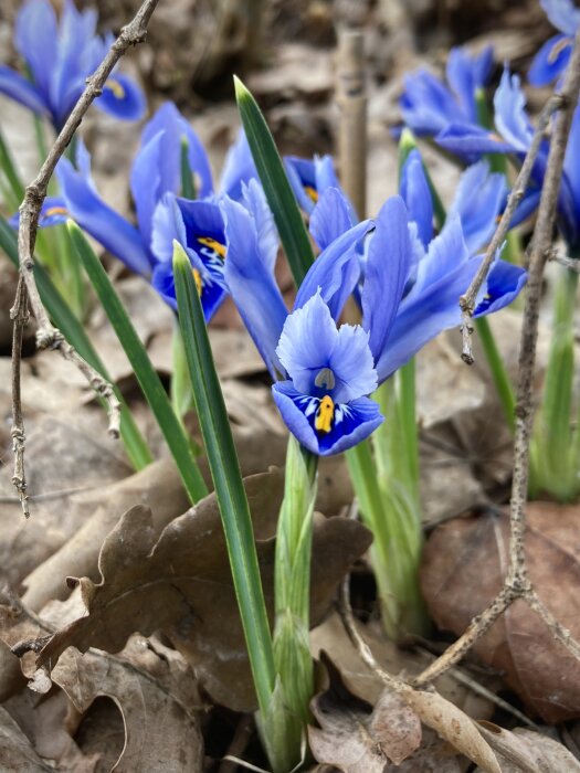 Blå våriris, Iris reticulata, bland löv på marken, troligen sorten Alida.