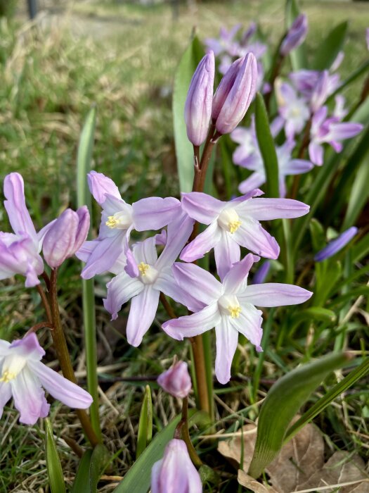 Rosa vårstjärnor, troligtvis sorten Scilla luciliae, i fokus med gräset i bakgrunden.