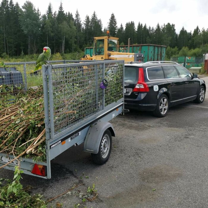 Sliten 750 kg obromsad släpvagn med nätgrind lastad med trädgårdsavfall kopplad till en svart kombibil.