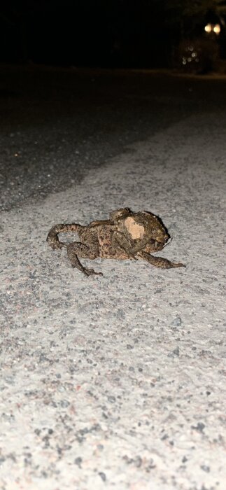 En stor och en liten padda sitter på en asfalterad väg om natten.