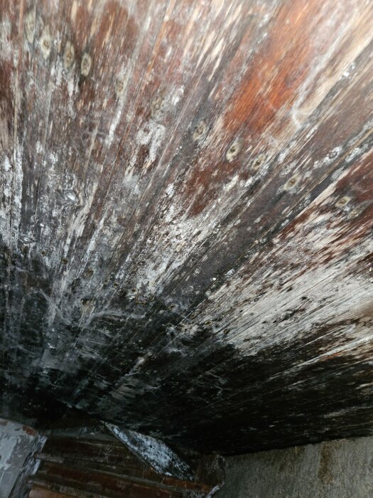 Murket och fläckvis mörkfärgat träinnertak i en källare som indikerar möjliga vattenskador och mögel.