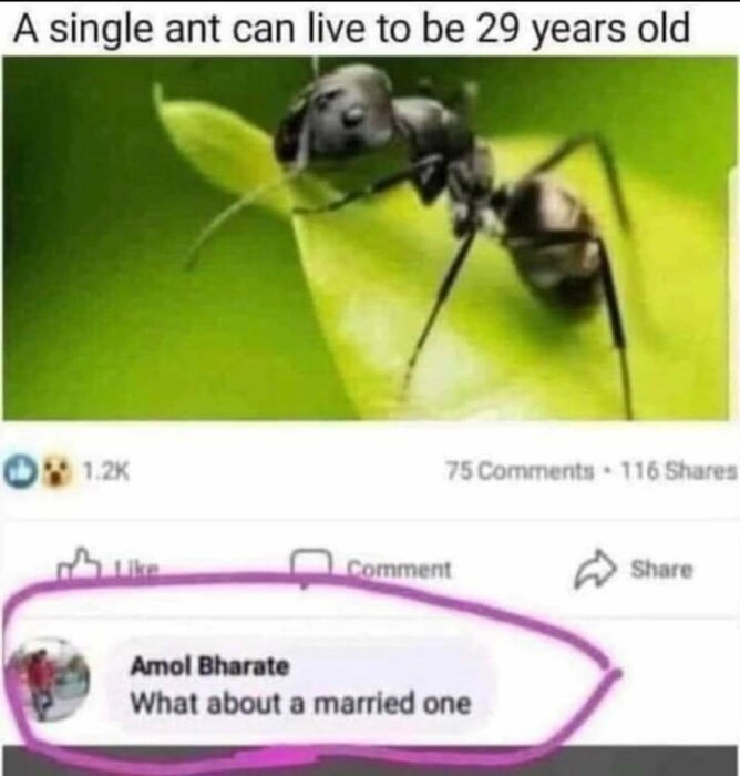 Skärmbild av en social media-post som hävdar att en ensam myra kan leva till 29 års ålder, med en skämtsam kommentar.