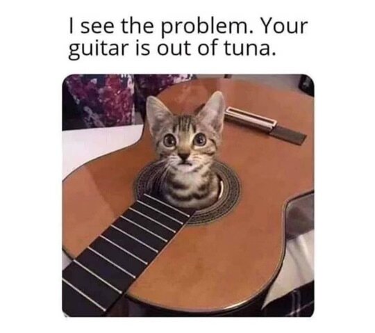 En katt tittar upp från ett akustiskt gitarrhål, bredvid ligger ett stämskruvnyckel.