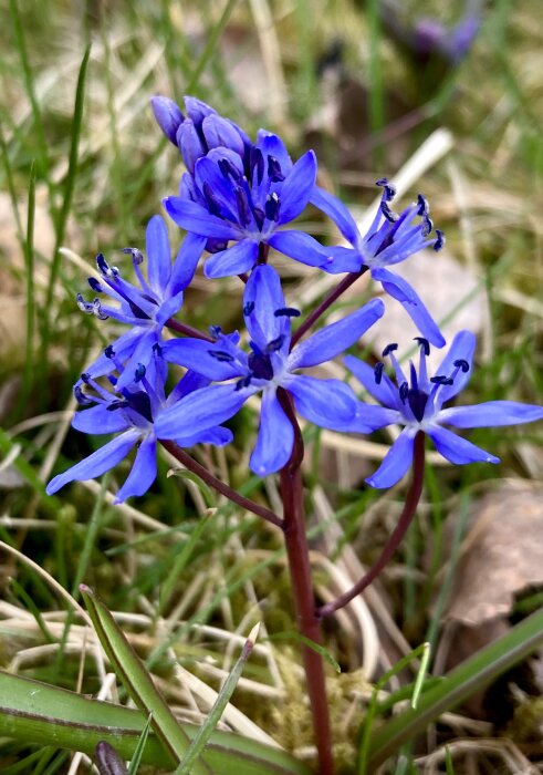 Blå Scilla bifolia, tidig vårstjärna, i blom mot en bakgrund av gräs och löv.