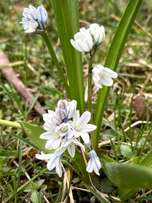 Vårblommor; tidig vårstjärna, porslinshyacinter och en knopp av rysk blåstjärna.