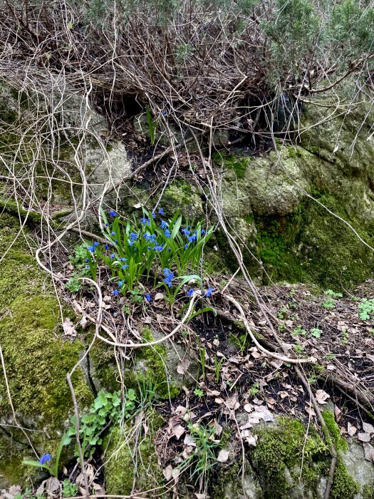 Blå Scilla bifolia blommor blommar bland torra kvistar och mossa på ett stenigt underlag.