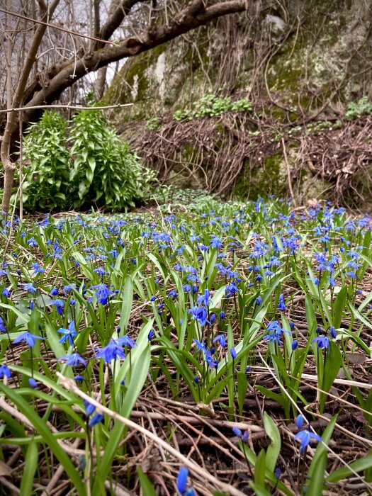 Blå scillablommor i stora mängder under tidig vår med nakna trädgrenar och gröna blad i bakgrunden.