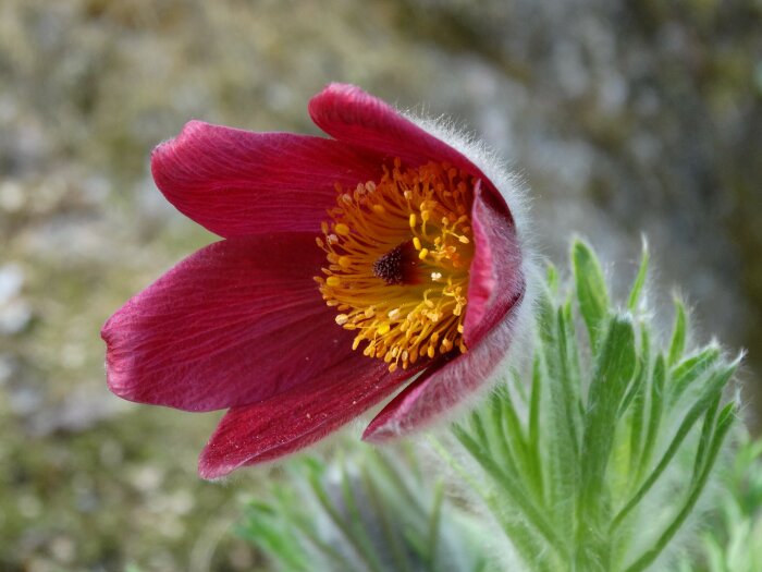 Närbild på en röd Pulsatilla vulgaris `Röde klokke´ med synliga gula ståndare och håriga blad.