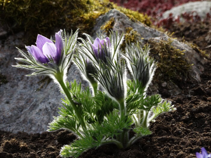 Danska backsippan 'Pulsatilla vulgaris Röde klokke' i lila blomning mot solbelyst bakgrund.