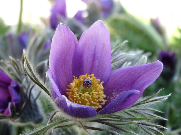 Närbild av en lila Pulsatilla vulgaris 'Röde klokke' (dansk backsippa) med gula ståndare i blom.